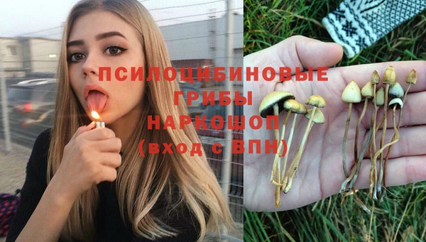 стаф Почеп